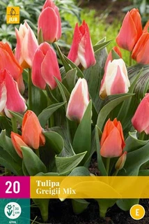 Tulipa Greigii Mix - 20 bloembollen