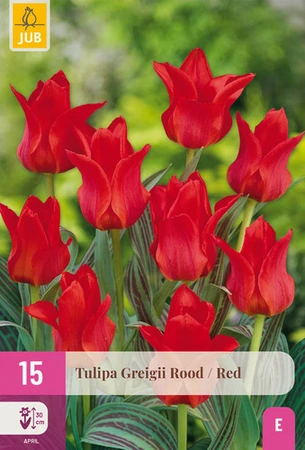 Tulipa Greigii Rood - 15 bloembollen