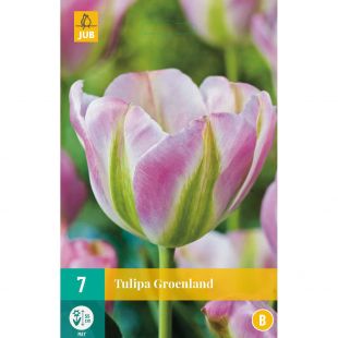 Tulipa Groenland - 7 bloembollen