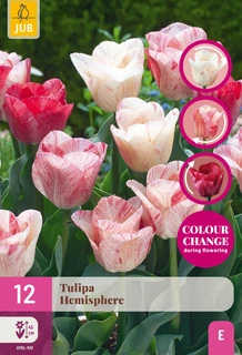 Tulipa Hemisphere - 12 bloembollen