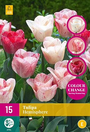 Tulipa Hemisphere - 15 bloembollen