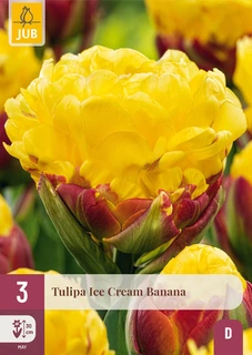 Ice Cream Banana