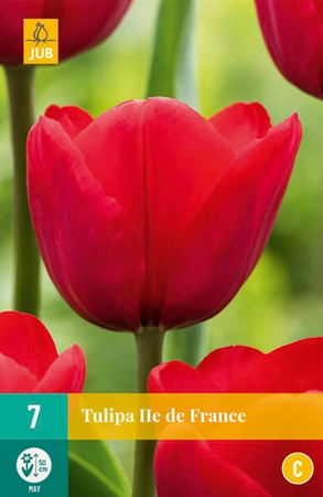 Tulipa Ile de France