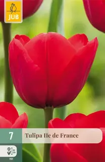 Tulipa Ile de France