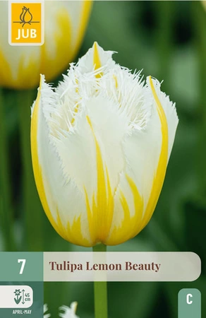 Tulipa Lemon Beauty - 7 bloembollen