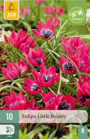Tulipa Little Beauty - 10 bloembollen