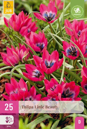 Tulipa Little Beauty - 25 bloembollen