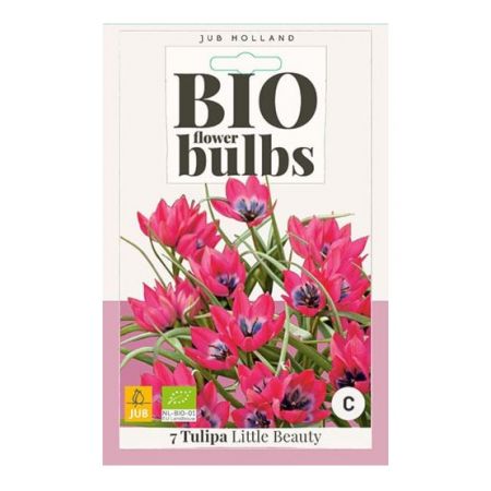 Tulipa Little Beauty - 7 bloembollen