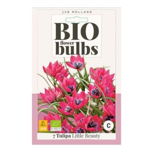 Tulipa Little Beauty - 7 bloembollen