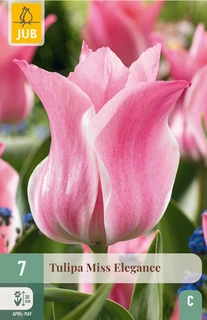 Tulipa Miss Elegance - 7 bloembollen