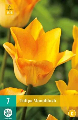 Tulipa Moonblush - 7 bloembollen