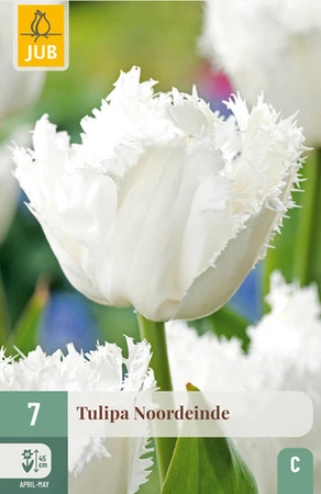 Tulipa Noordeinde - 7 bloembollen