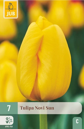 Tulipa Novi Sun - 7 bloembollen