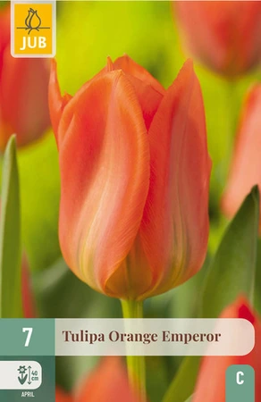 Tulipa Orange Emperor - 7 bloembollen