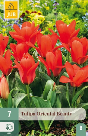 Tulipa Oriental Beauty - 7 bloembollen