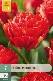 Tulipa Pamplona - 7 bloembollen