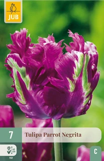 Tulipa Parrot Negrita