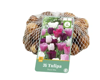 Tulipa Pastel Mix - 35 bloembollen