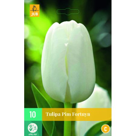 Tulipa Pim Fortuyn - 10 bloembollen