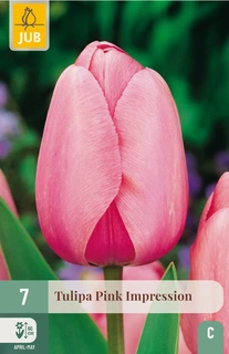 Tulipa Pink Impression - 7 bloembollen