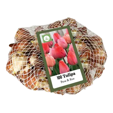 Tulipa Pink & Red - 100 bloembollen