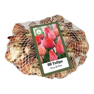 Tulipa Pink & Red - 100 bloembollen