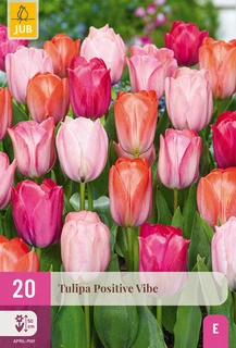 Tulipa Positive Vibe - 20 bloembollen