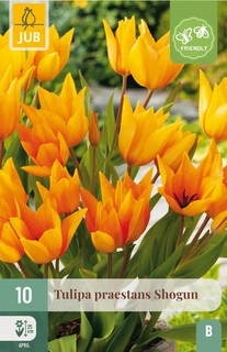 Tulipa praestans Shogun