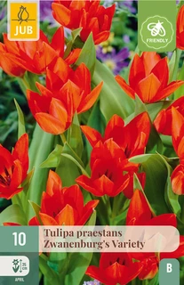 Tulipa praestans Zwanenburg's Variety - 10 bloembollen