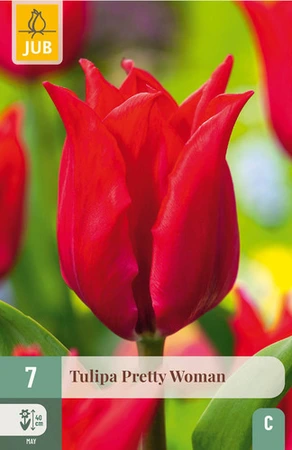 Tulipa Pretty Woman - 7 bloembollen