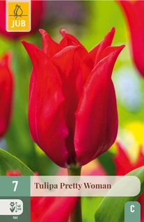 Tulipa Pretty Woman - 7 bloembollen