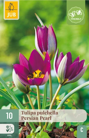 Tulipa pulchella Persian Pearl - 10 bloembollen
