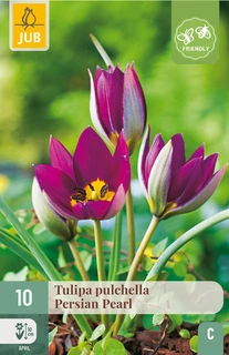 Tulipa pulchella Persian Pearl - 10 bloembollen