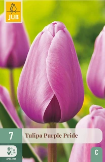 Tulipa Purple Pride - 7 bloembollen