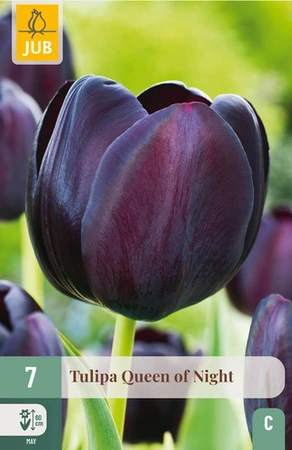 Tulipa Queen of Night - 7 bloembollen