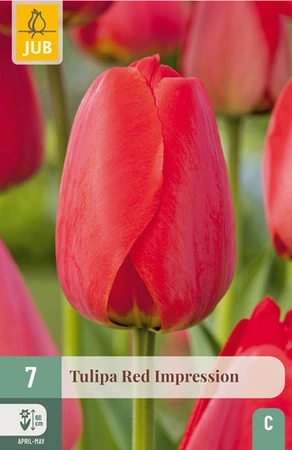 Tulipa Red Impression - 7 bloembollen