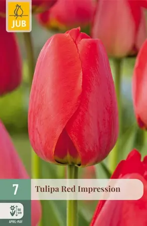 Tulipa Red Impression - 7 bloembollen