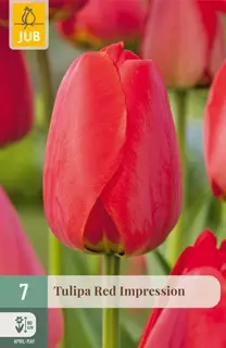 Tulipa Red Impression - 7 bloembollen