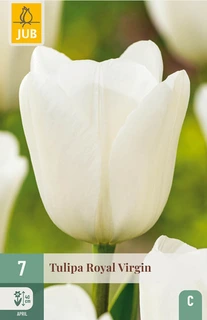 Tulipa Royal Virgin - 7 bloembollen
