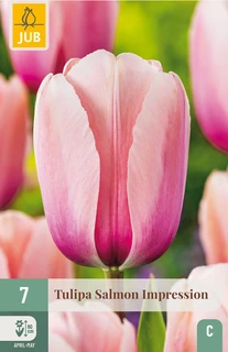 Tulipa Salmon Impression - 7 bloembollen