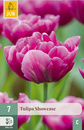 Tulipa Showcase - 7 bloembollen
