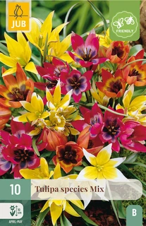 Tulipa Species Mix - 10 bloembollen