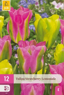 Tulipa Strawberry Lemonade - 12 bloembollen