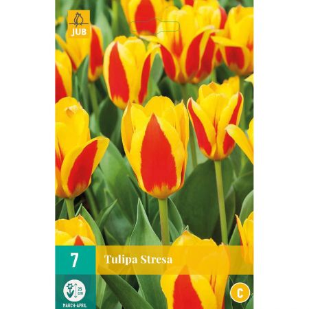 Tulipa Stresa - 7 bloembollen