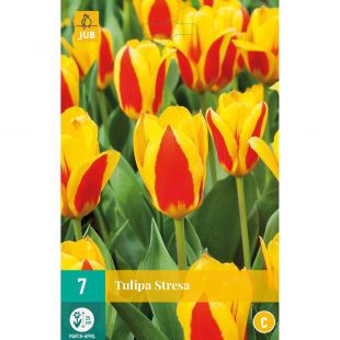 Tulipa Stresa - 7 bloembollen