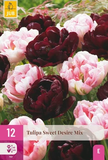 Tulipa Sweet Desire Mix - 12 bloembollen