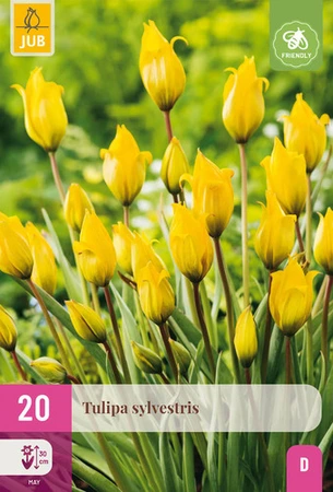Tulipa Sylvestris