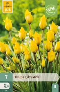 Tulipa Sylvestris - 7 bloembollen