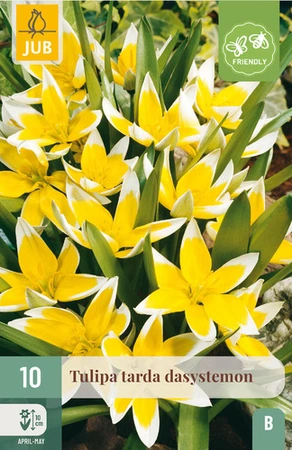 Tulipa tarda Dasystemon - 10 bloembollen