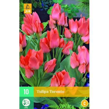 Tulipa Toronto - 10 bloembollen